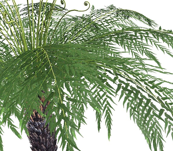 TreeFern-SU
